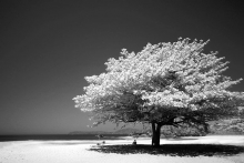 Grayscale photograph of a large tree on a beach, with the sea in the distance